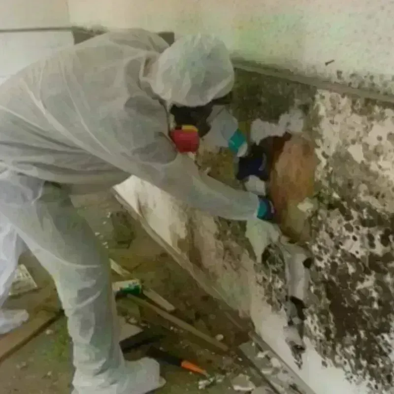 Mold Remediation and Removal in Lemmon, SD